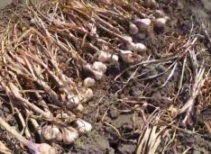 VIDEO Uitați de usturoiul din China! Usturoiul de Copălău este în plină recoltare