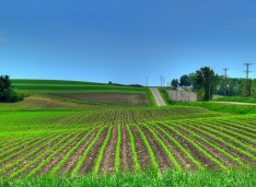 O firmă românească a început o campanie de cumpărare și arendare teren agricol